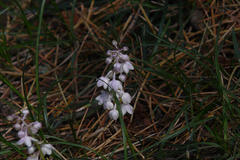 Ophiopogon intermedius